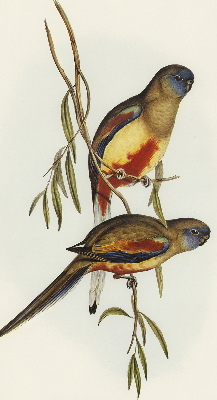 Rolgordijn verduisterend Twee vogels op een tak