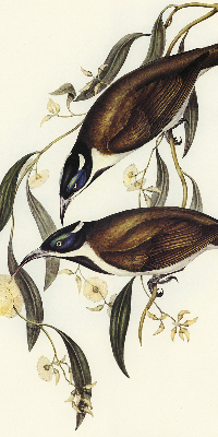 Rolgordijn voor het raam Vogels op een boom