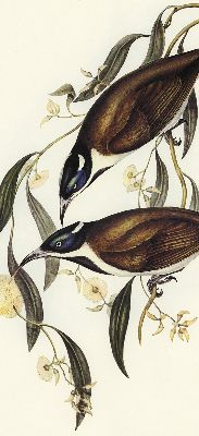 Rolgordijn voor het raam Vogels op een boom