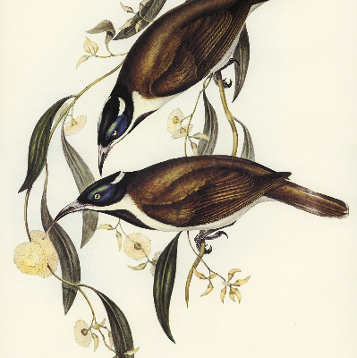 Rolgordijn voor het raam Vogels op een boom