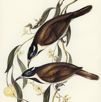 Rolgordijn voor het raam Vogels op een boom