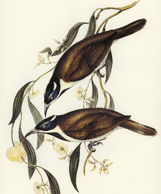 Rolgordijn voor het raam Vogels op een boom