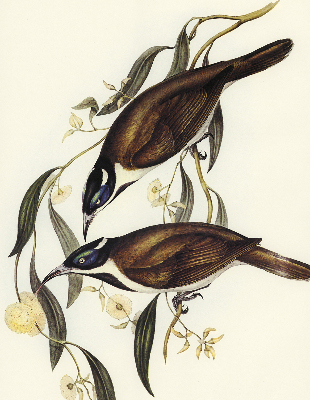 Rolgordijn voor het raam Vogels op een boom