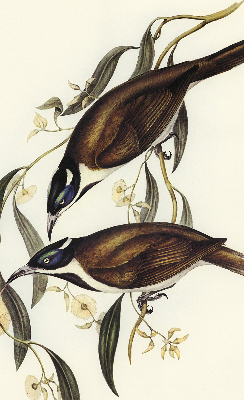 Rolgordijn voor het raam Vogels op een boom