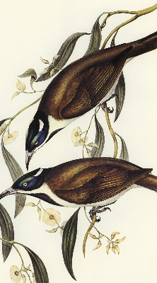 Rolgordijn voor het raam Vogels op een boom