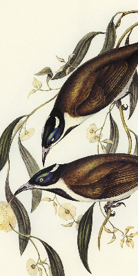 Rolgordijn voor het raam Vogels op een boom