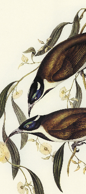 Rolgordijn voor het raam Vogels op een boom