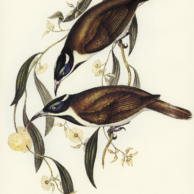 Rolgordijn voor het raam Vogels op een boom