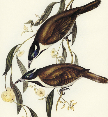 Rolgordijn voor het raam Vogels op een boom