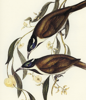 Rolgordijn voor het raam Vogels op een boom