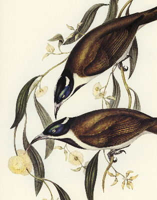 Rolgordijn voor het raam Vogels op een boom