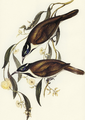 Rolgordijn voor het raam Vogels op een boom