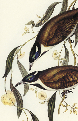 Rolgordijn voor het raam Vogels op een boom