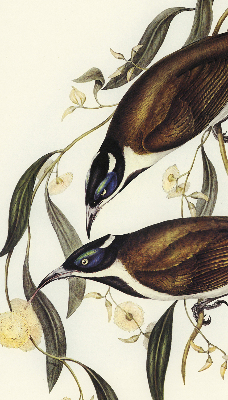 Rolgordijn voor het raam Vogels op een boom