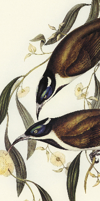 Rolgordijn voor het raam Vogels op een boom