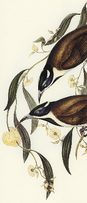 Rolgordijn voor het raam Vogels op een boom