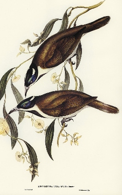 Rolgordijn voor het raam Vogels op een boom