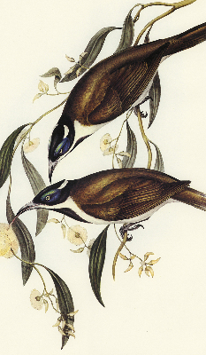 Rolgordijn voor het raam Vogels op een boom