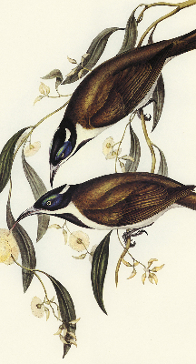 Rolgordijn voor het raam Vogels op een boom