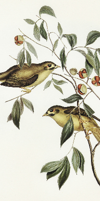 Rolgordijn verduisterend Vogels op een boom