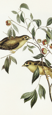 Rolgordijn verduisterend Vogels op een boom