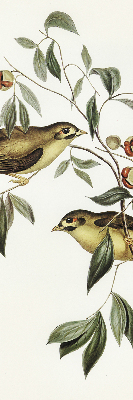 Rolgordijn verduisterend Vogels op een boom