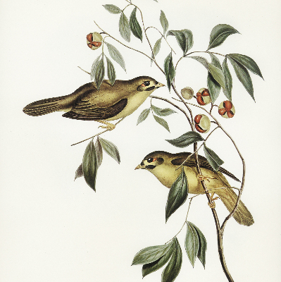 Rolgordijn verduisterend Vogels op een boom