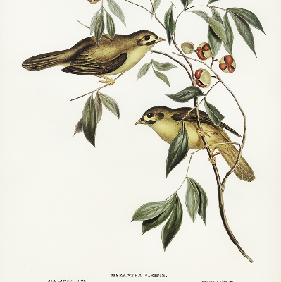 Rolgordijn verduisterend Vogels op een boom