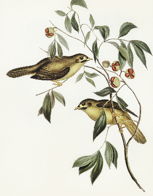 Rolgordijn verduisterend Vogels op een boom