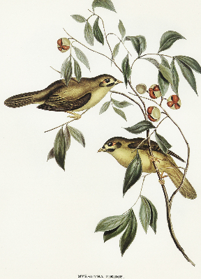 Rolgordijn verduisterend Vogels op een boom