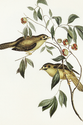 Rolgordijn verduisterend Vogels op een boom