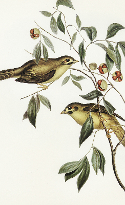 Rolgordijn verduisterend Vogels op een boom