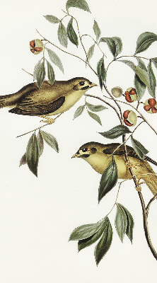 Rolgordijn verduisterend Vogels op een boom