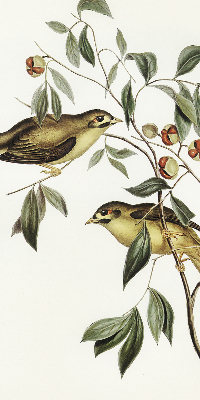 Rolgordijn verduisterend Vogels op een boom