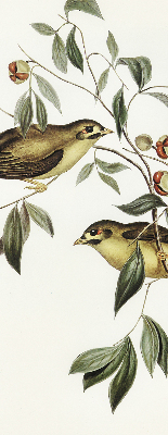 Rolgordijn verduisterend Vogels op een boom