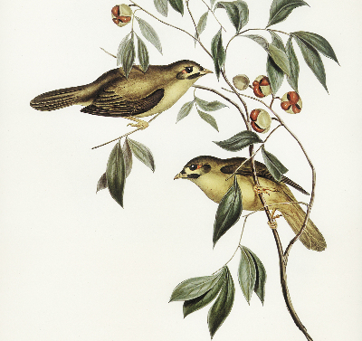 Rolgordijn verduisterend Vogels op een boom