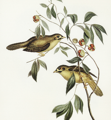 Rolgordijn verduisterend Vogels op een boom