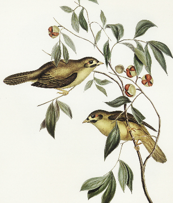 Rolgordijn verduisterend Vogels op een boom