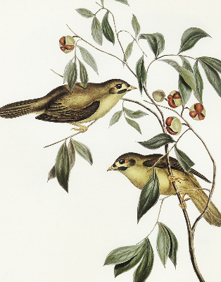 Rolgordijn verduisterend Vogels op een boom