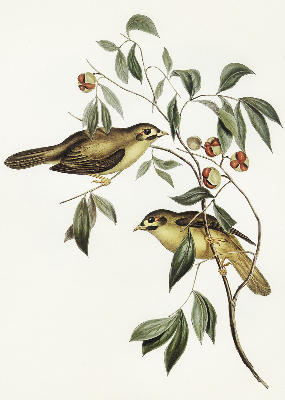 Rolgordijn verduisterend Vogels op een boom