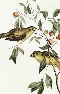 Rolgordijn verduisterend Vogels op een boom