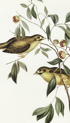 Rolgordijn verduisterend Vogels op een boom