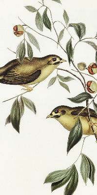 Rolgordijn verduisterend Vogels op een boom