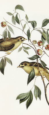 Rolgordijn verduisterend Vogels op een boom