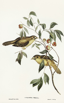 Rolgordijn verduisterend Vogels op een boom