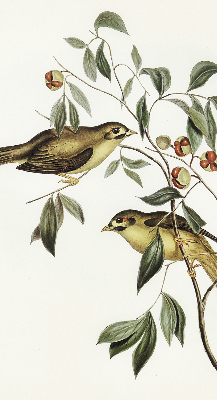 Rolgordijn verduisterend Vogels op een boom