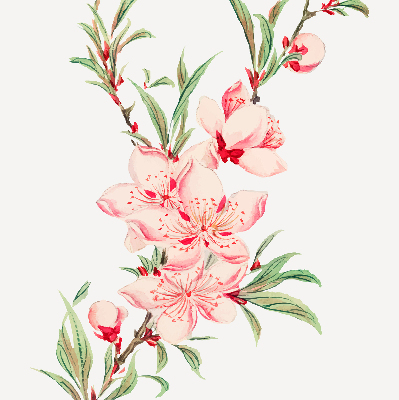 Rolgordijn verduisterend Roze bloem