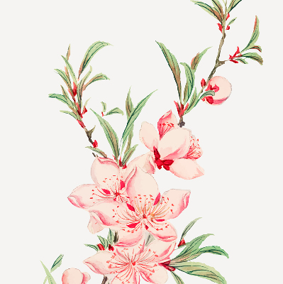 Rolgordijn verduisterend Roze bloem