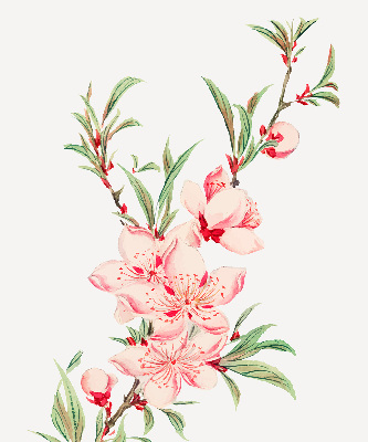 Rolgordijn verduisterend Roze bloem