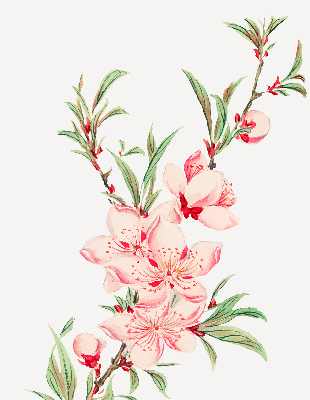 Rolgordijn verduisterend Roze bloem